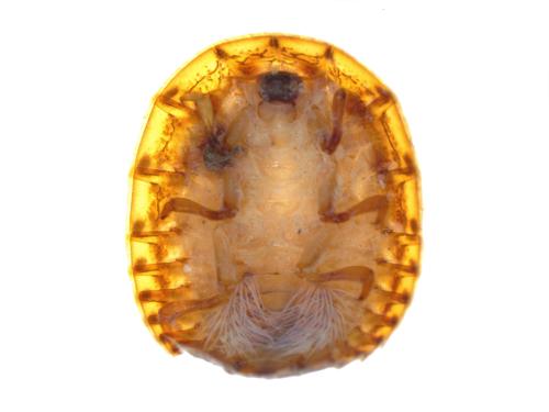 Water-penny Beetle Larvae